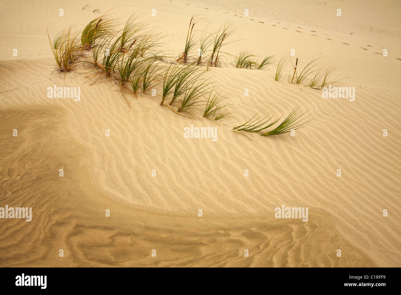 Pingao (Pikao, o sabbia dorata Sedge ), Te Paki dune di sabbia, estremo Nord, Northland e North Island, Nuova Zelanda Foto Stock