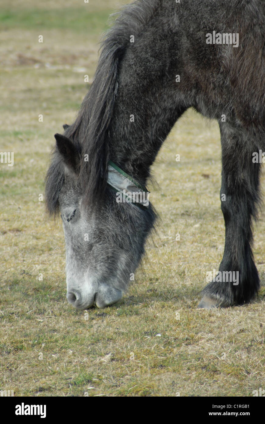 New Forest Pony pascolo Foto Stock