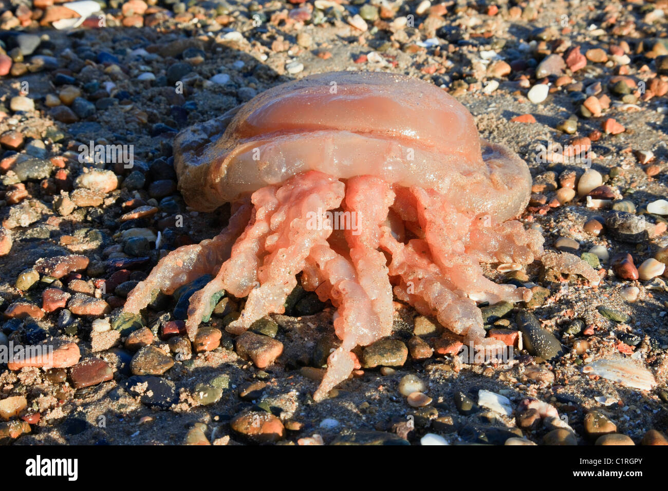 Il nord del Galles, UK. Canna morto Medusa (Rhizostoma octopus) (Rhizostoma pulmo) si è incagliata sulla riva del mare Foto Stock