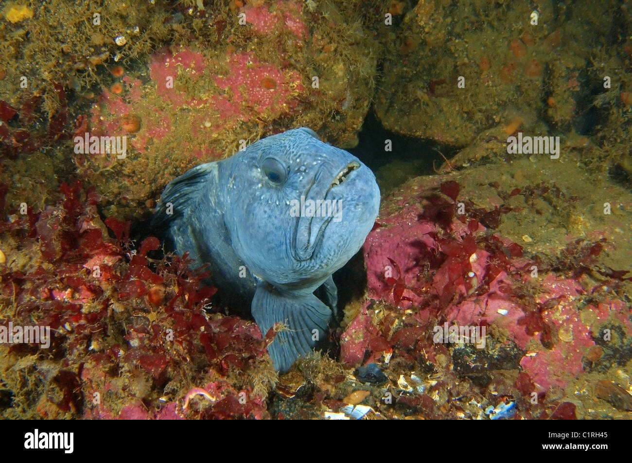 Lupo di mare, Atlantico pesce gatto, Gatto Artico, oceano lupo di mare, pesce diavolo, Anguilla Lupo o il pesce-gatto (Anarhichas lupus) Foto Stock