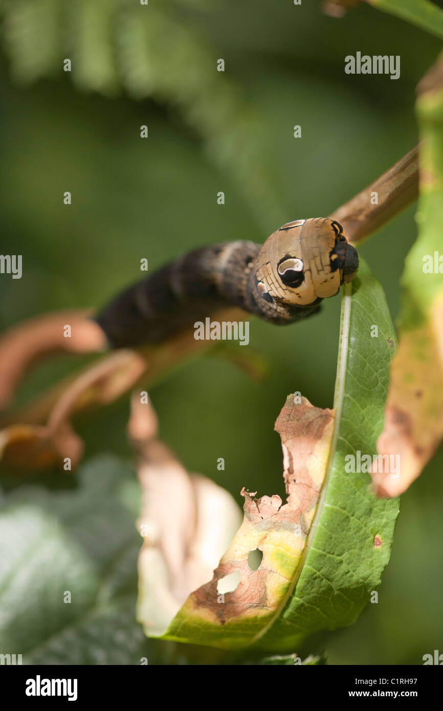 Elephant Hawkmoth (Deilephila elpenor) caterpillar alimentazione su Rosebay Willowherb (Chamerion angustifolium) Foto Stock