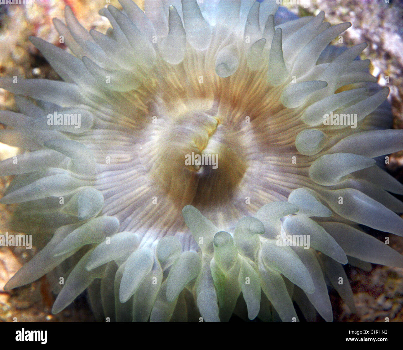 Anemone Beadlet (Actinia equina) Foto Stock