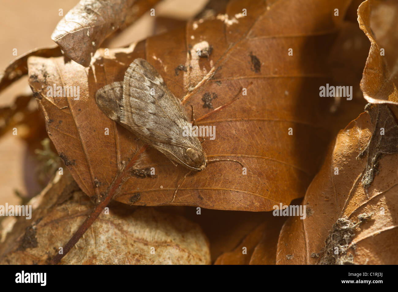 Marzo Tarma (Alsophila aescularia) poggiante su caduto foglie d'inverno Foto Stock