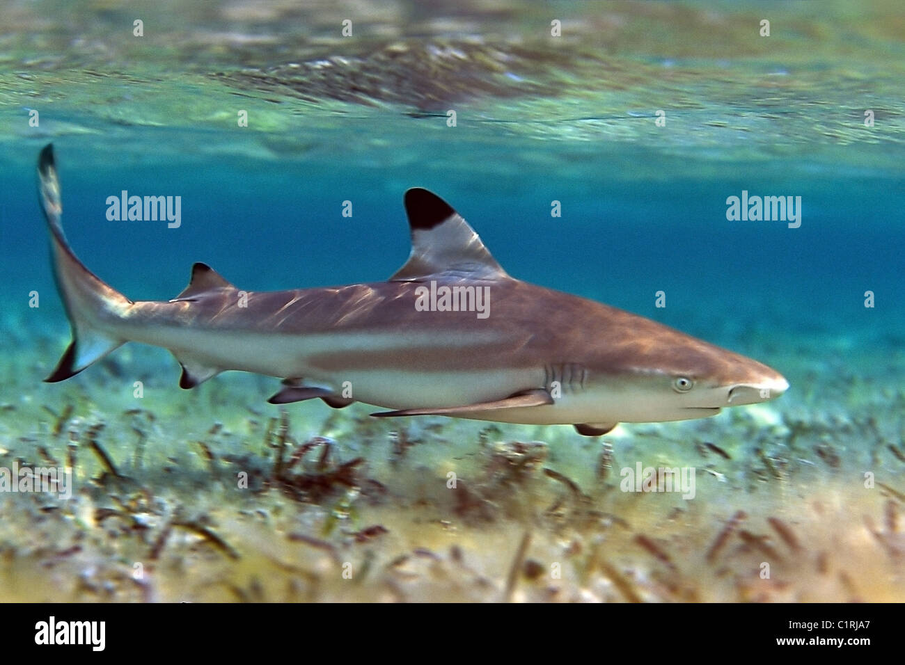 Grey Reef shark (Carcharhinus amblyrhynchos), Mar Rosso, egiziana Foto Stock