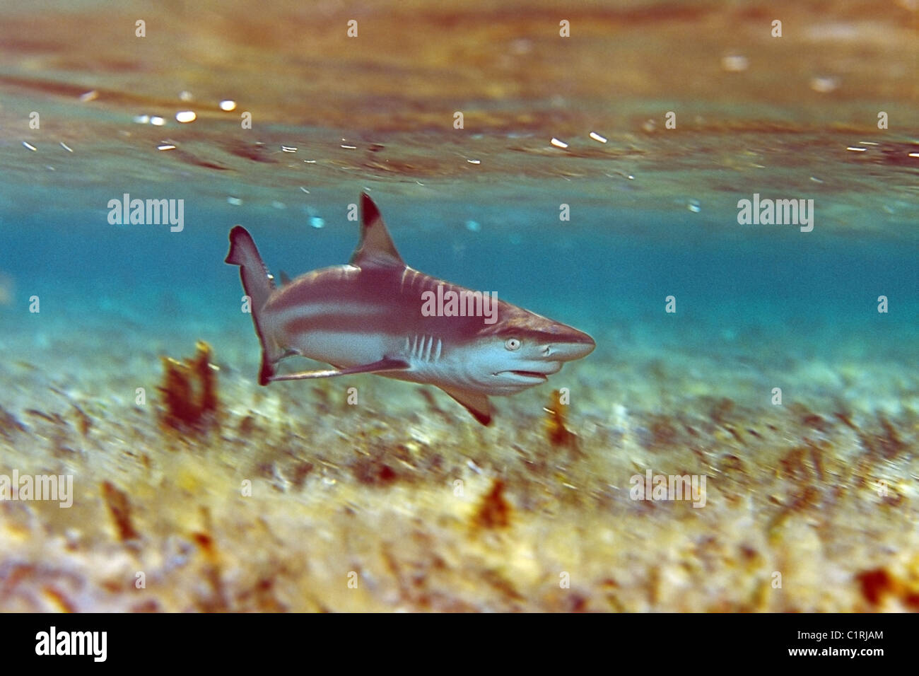 Grey Reef shark (Carcharhinus amblyrhynchos), Mar Rosso, egiziana Foto Stock