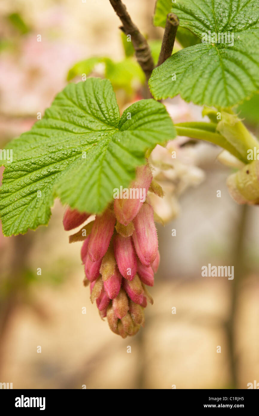 Fiore rosso ribes (Ribes sanguineum) aprendo i suoi fiori rosa in primavera. Foto Stock