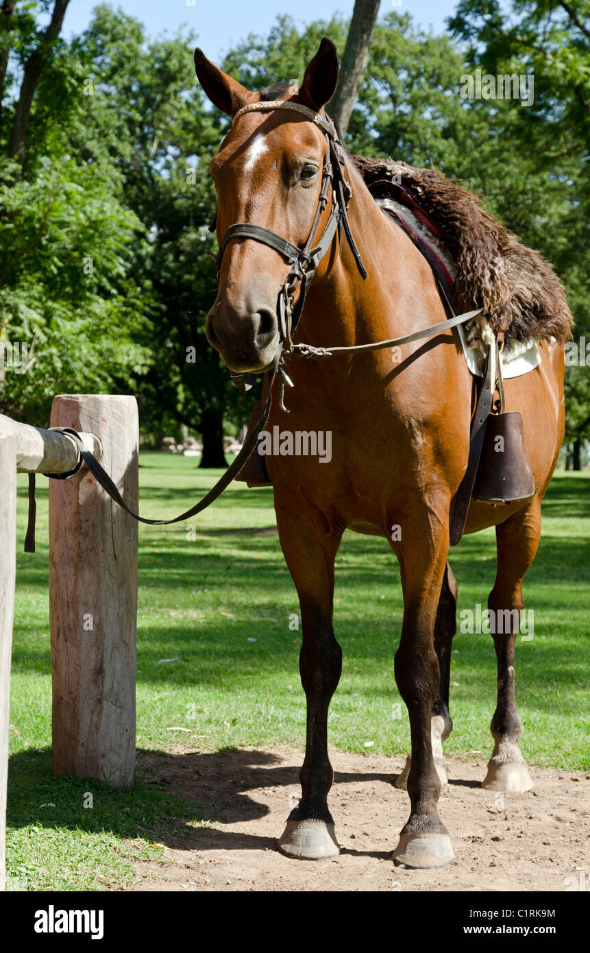 Cavallo presso La Bamba ranch vicino a San Antonio de Areco, Provincia di Buenos Aires, Argentina Foto Stock