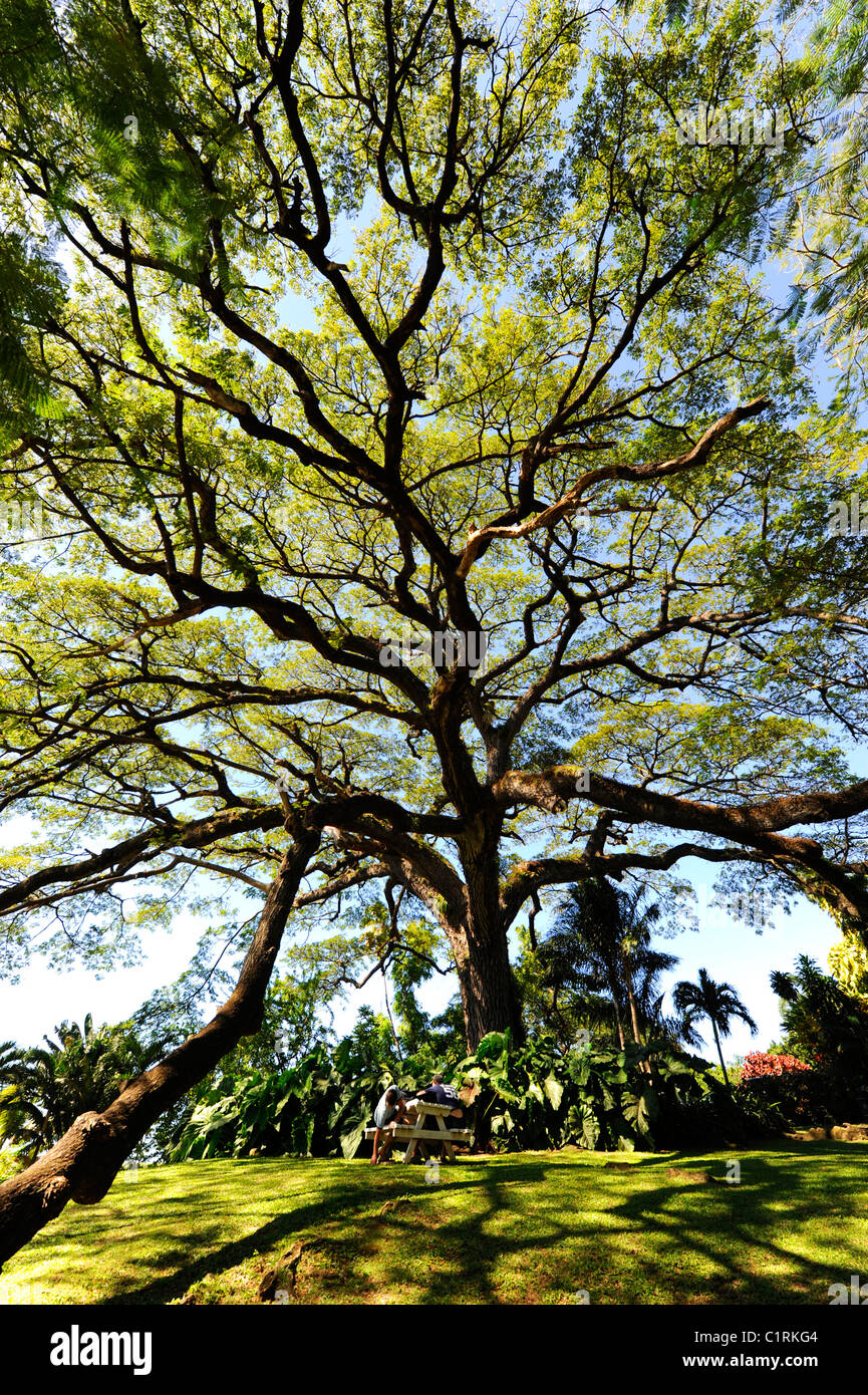 Romney Manor Giardini Botanici Basseterre St Kitts isola dei Caraibi crociera NCL Foto Stock