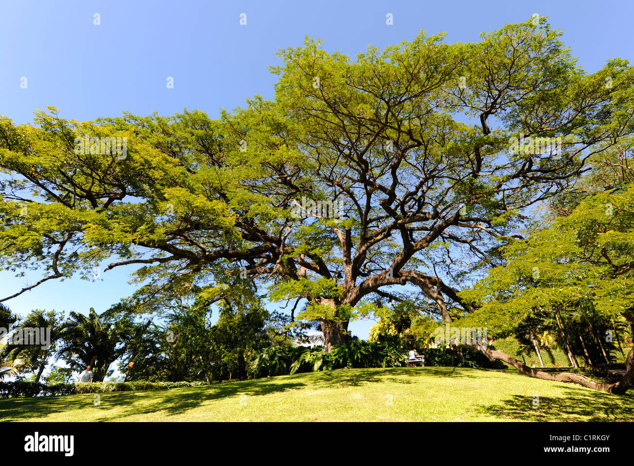 Romney Manor Giardini Botanici Basseterre St Kitts isola dei Caraibi crociera NCL Foto Stock