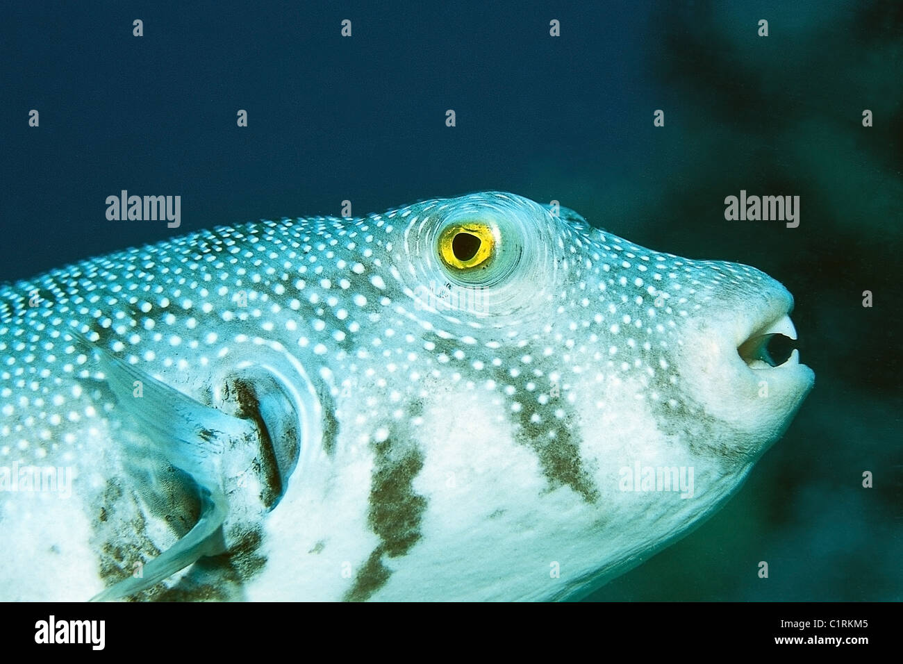 Star blaasop, blacklined blowfish, Blackspotted puffer o stellata (Pufferfish Arothron stellatus), Mar Rosso, egiziana Foto Stock