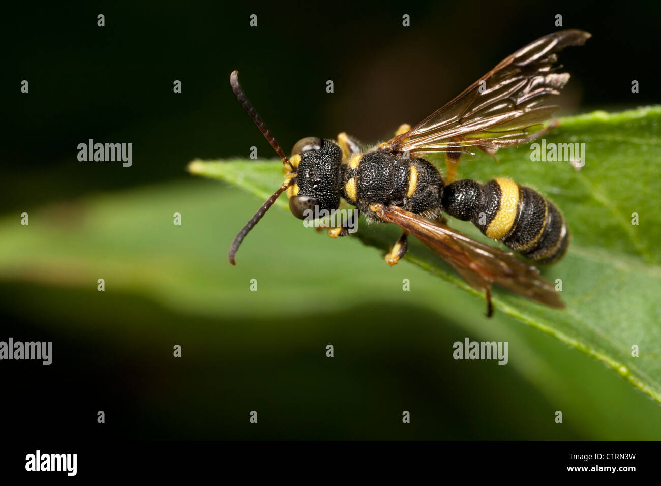 Curculione wasp su foglia (Cerceris sp.) Foto Stock