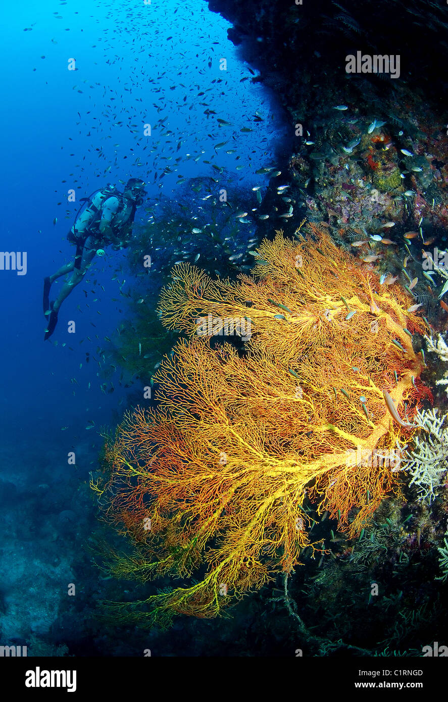 Coral gorgonia, Gorgonia sea-ventola, (subergogia hicksoni), Malaysia, Isola di Redang Foto Stock