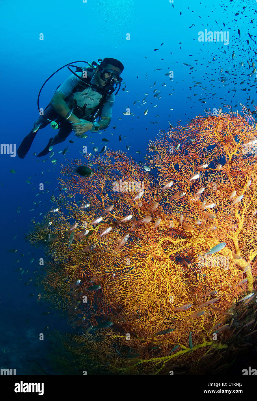 Coral gorgonia, Gorgonia sea-ventola, (subergogia hicksoni), Malaysia, Isola di Redang Foto Stock