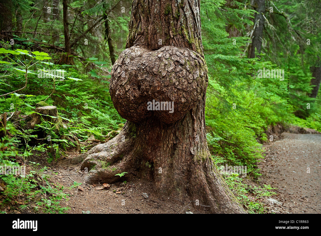 Enorme burl alla base di un albero, vincitore creek, chugach National Forest, Alaska, Stati Uniti d'America Foto Stock