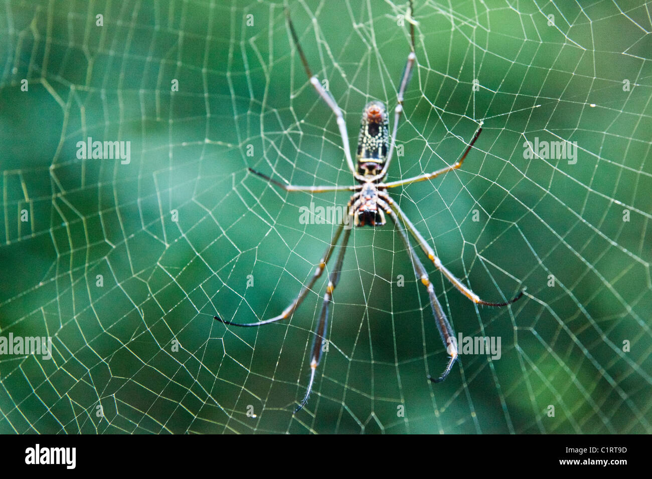 Spider su strada nella giungla vicino a San Ignacio, Misiones, Argentina. Foto Stock