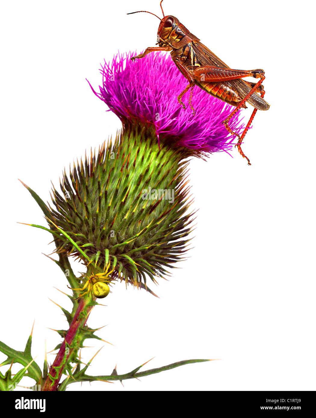 Grasshopper & Spider su Bull Thistle Flower - Illustrazione creata mediante la scansione effettiva insetti & thistle Foto Stock