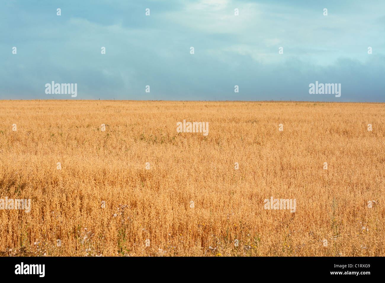 Erba gialla, horizon su sfondo cielo opaco Foto Stock