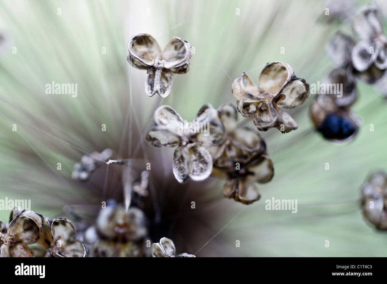 Una chiusura immagine del trascorso cialde di sementi appartenenti ad un'allium hollandicum 'viola sensazione' Foto Stock
