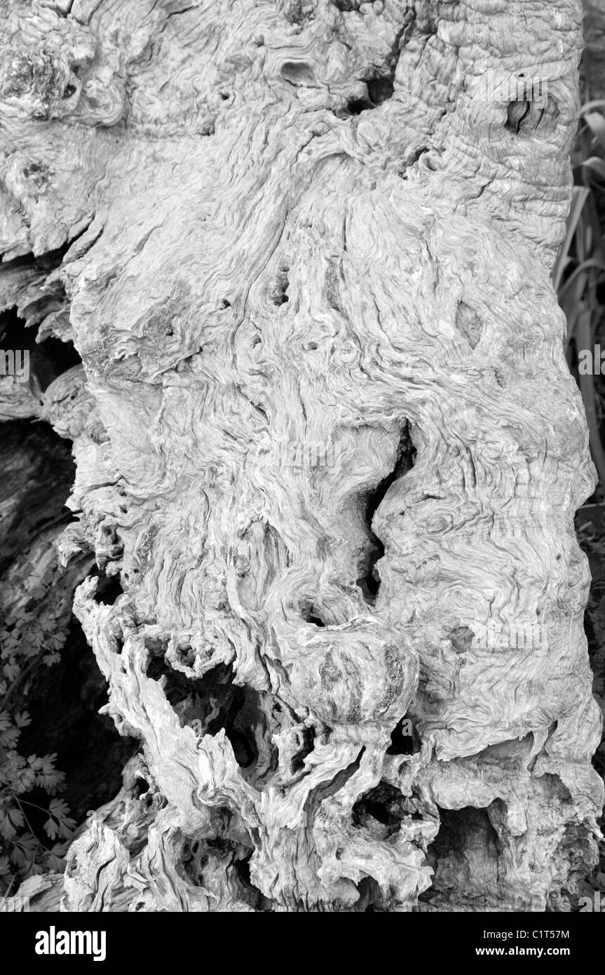 Olivo corteccia di alberi intrecciati gnarly gnarly tronco vecchio tronchi legno woody Foto Stock