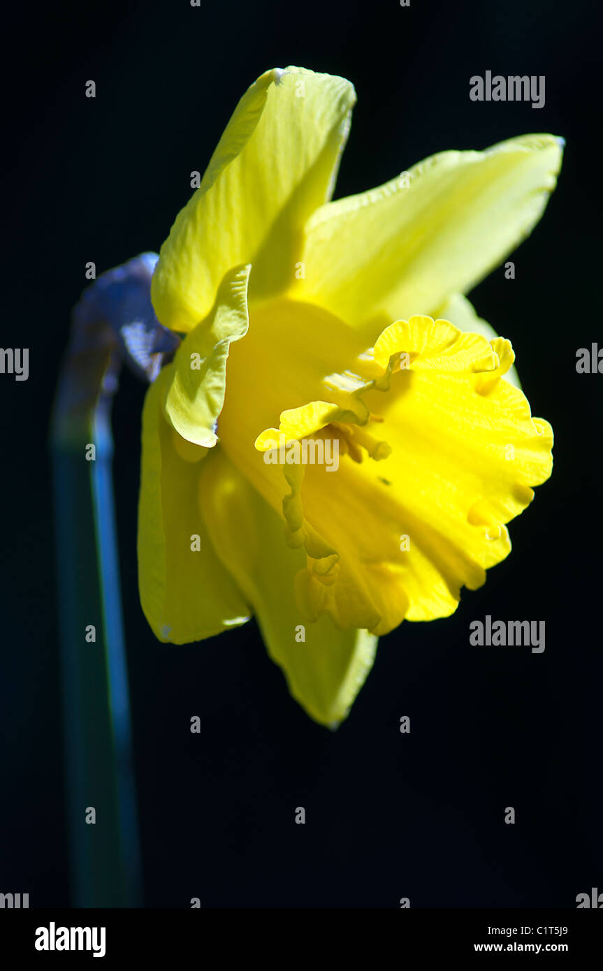 Daffodil flower chiudere fino a molla fiore giallo Foto Stock