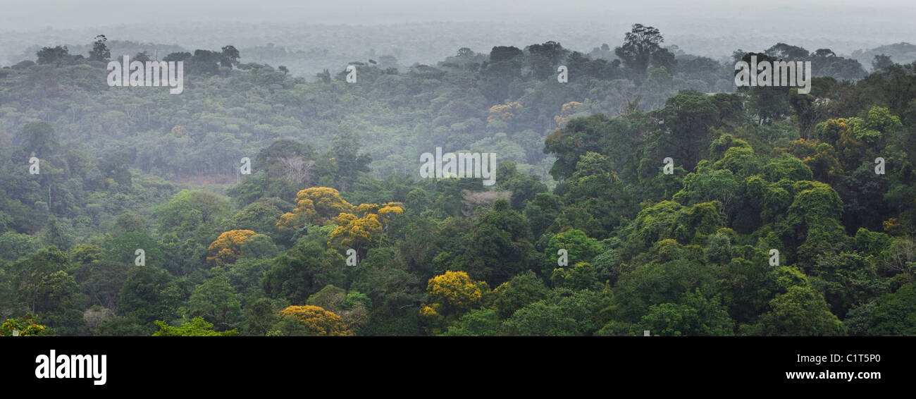 Sud America, la foresta pluviale amazzonica Foto Stock