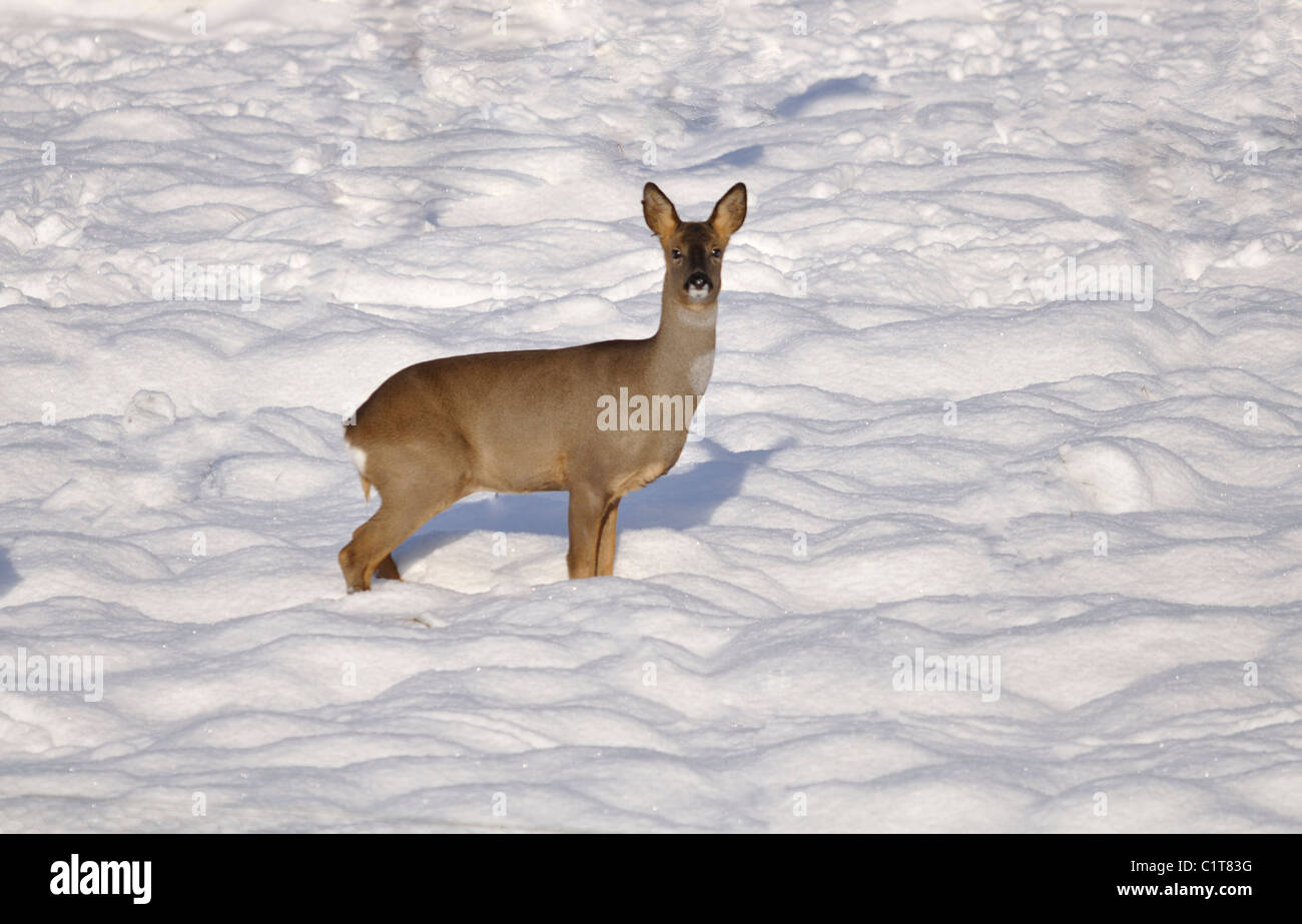 Capriolo in neve Foto Stock