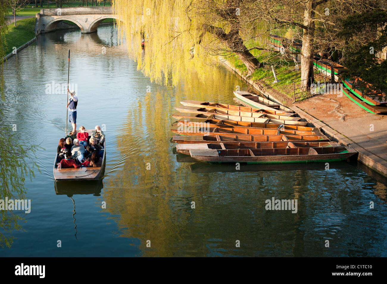 Sterline sul fiume Cam, Cambridge, Inghilterra, Regno Unito. Bella tardo pomeriggio di sole primaverile. Foto Stock