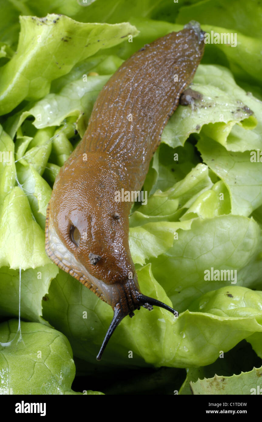Lusitani Slug mangia insalata Foto Stock