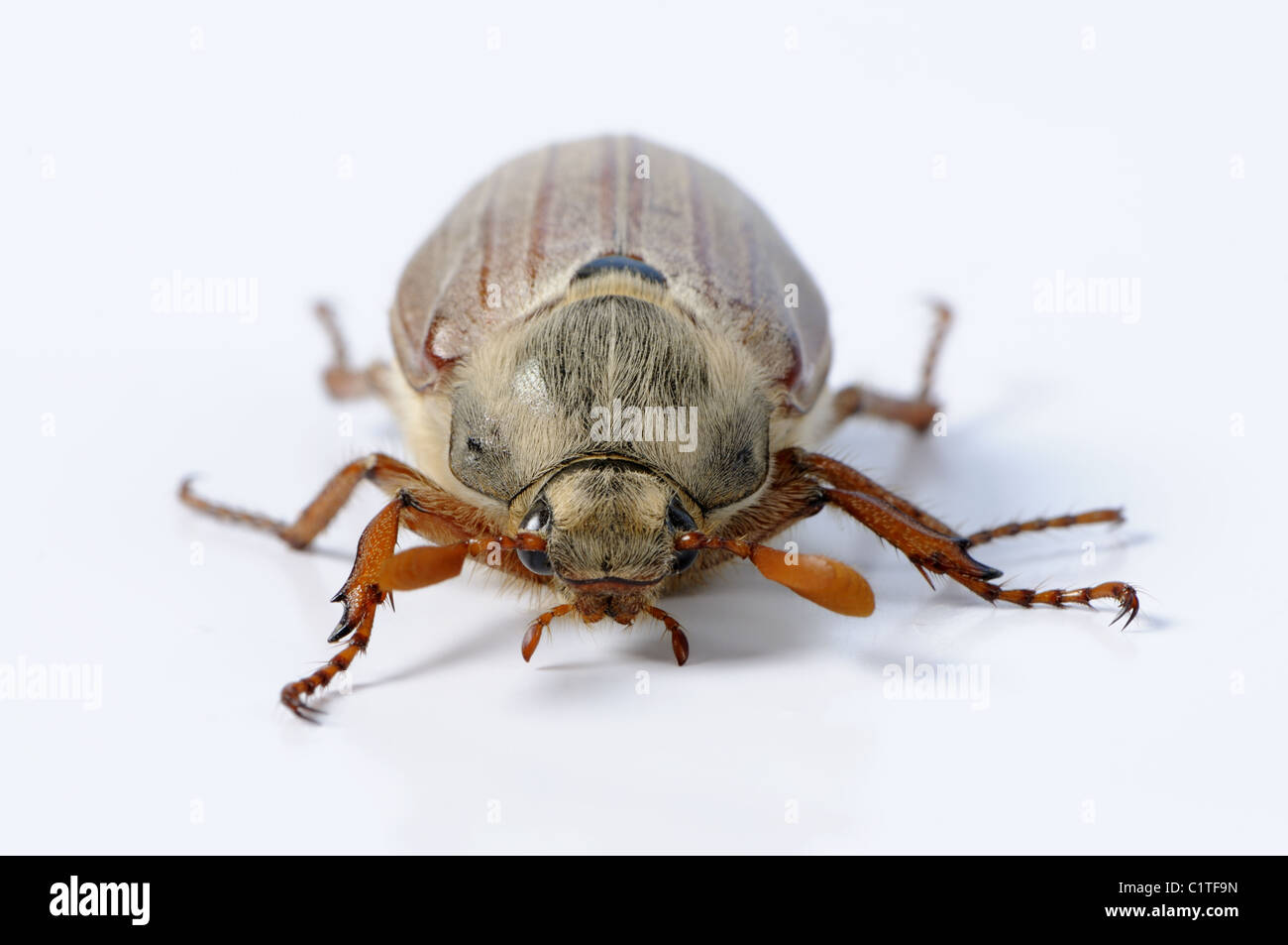 Scarabeo di maggio Foto Stock