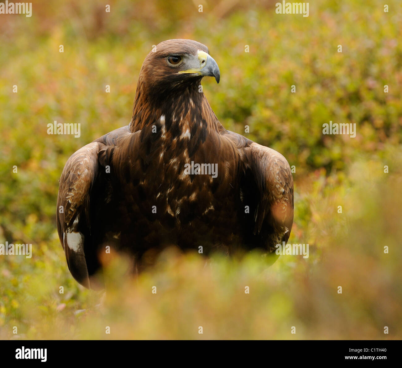 Golden Eagle, nel mezzo di autunno vegetazione colorata in mostra il suo fiero o angriness mettendo la corona di piume Foto Stock