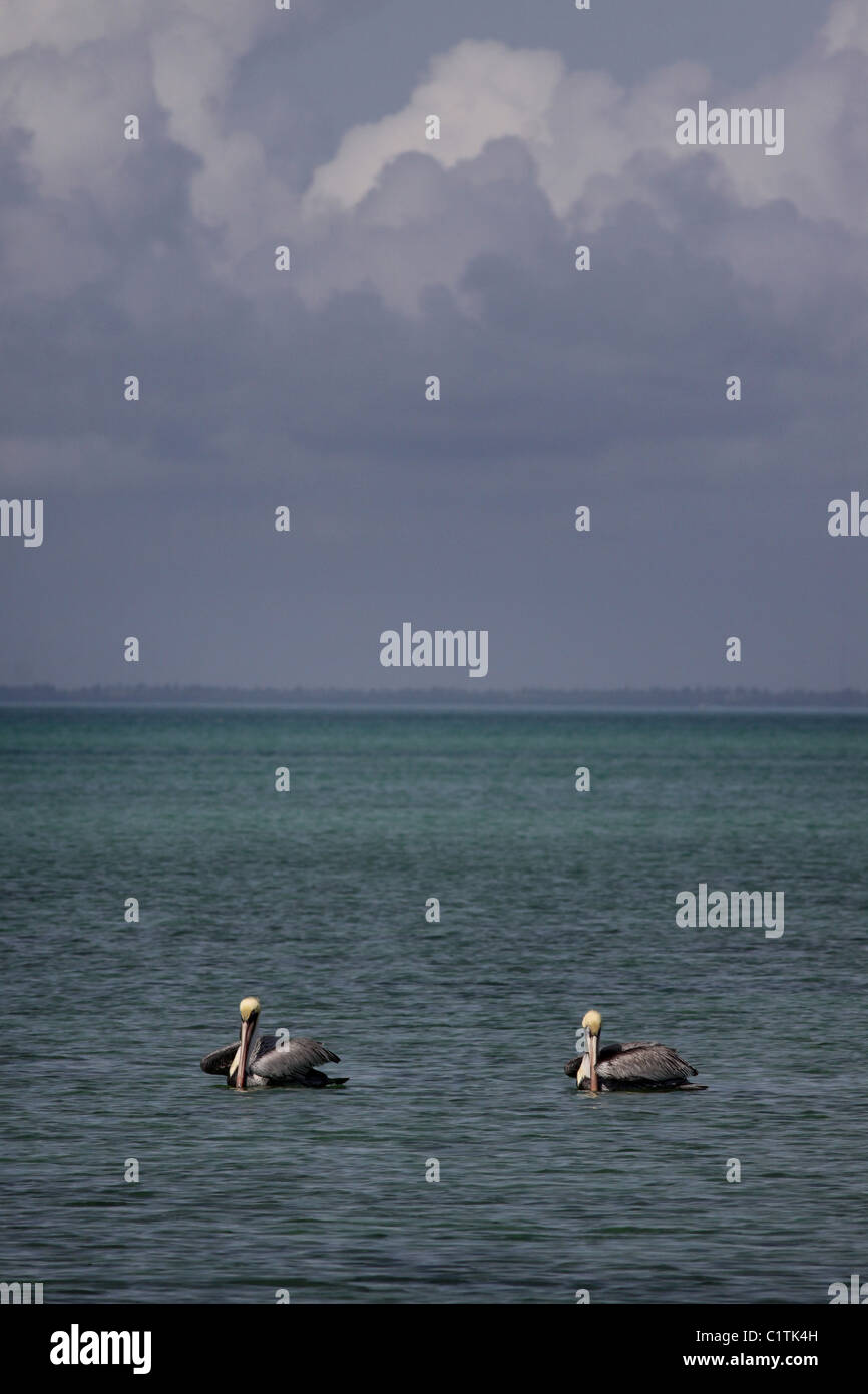 Brown pelican Biscayne Bay National Park Florida Foto Stock
