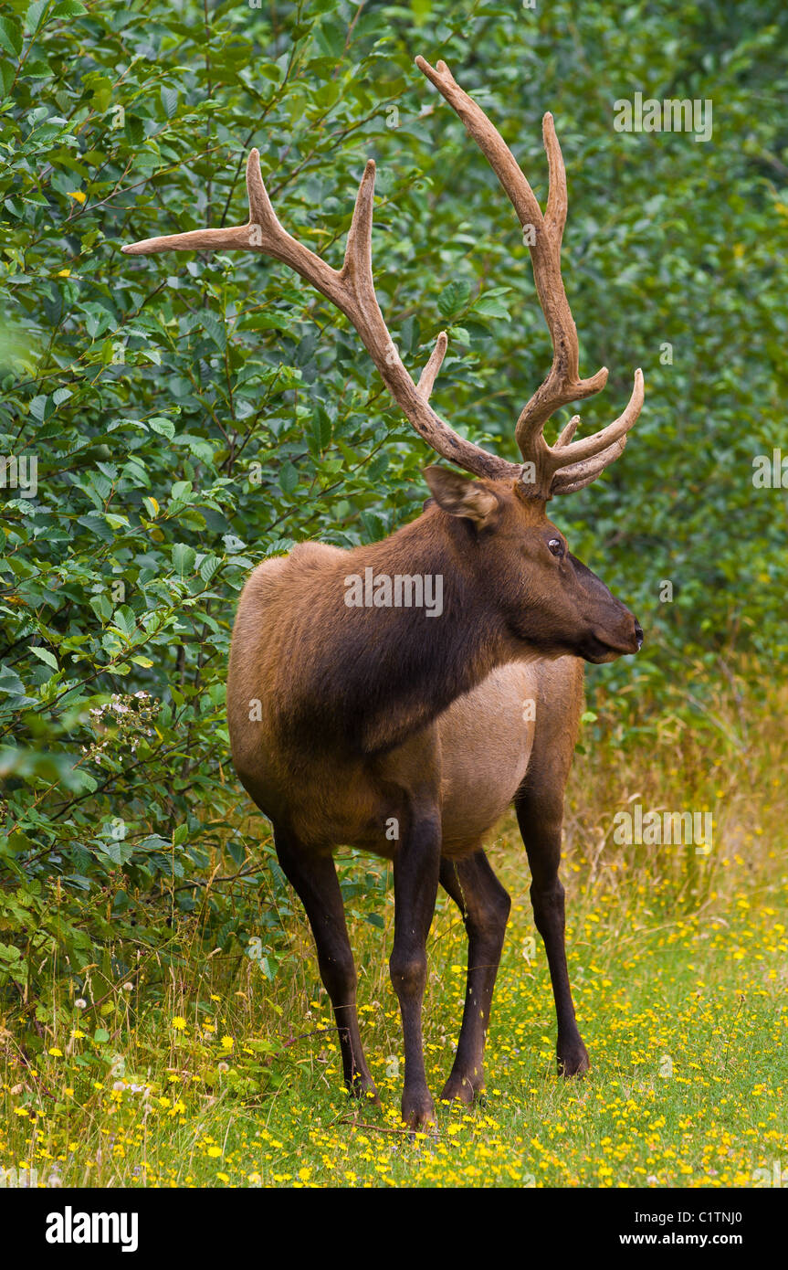 California settentrionale. Roosevelt elk (Cervus canadensis roosevelti), nel Parco Nazionale delle sequoie. Foto Stock