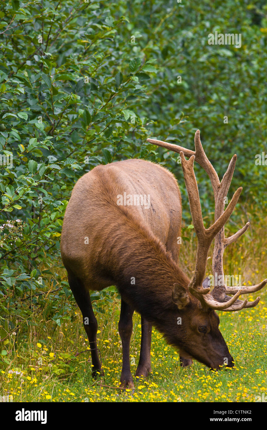 California settentrionale. Roosevelt elk (Cervus canadensis roosevelti), nel Parco Nazionale delle sequoie. Foto Stock