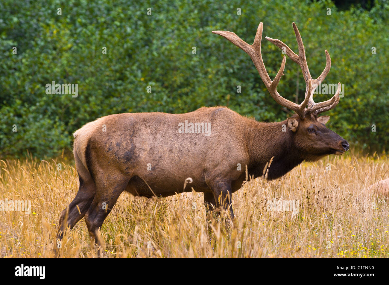 California settentrionale. Roosevelt elk (Cervus canadensis roosevelti), nel Parco Nazionale delle sequoie. Foto Stock