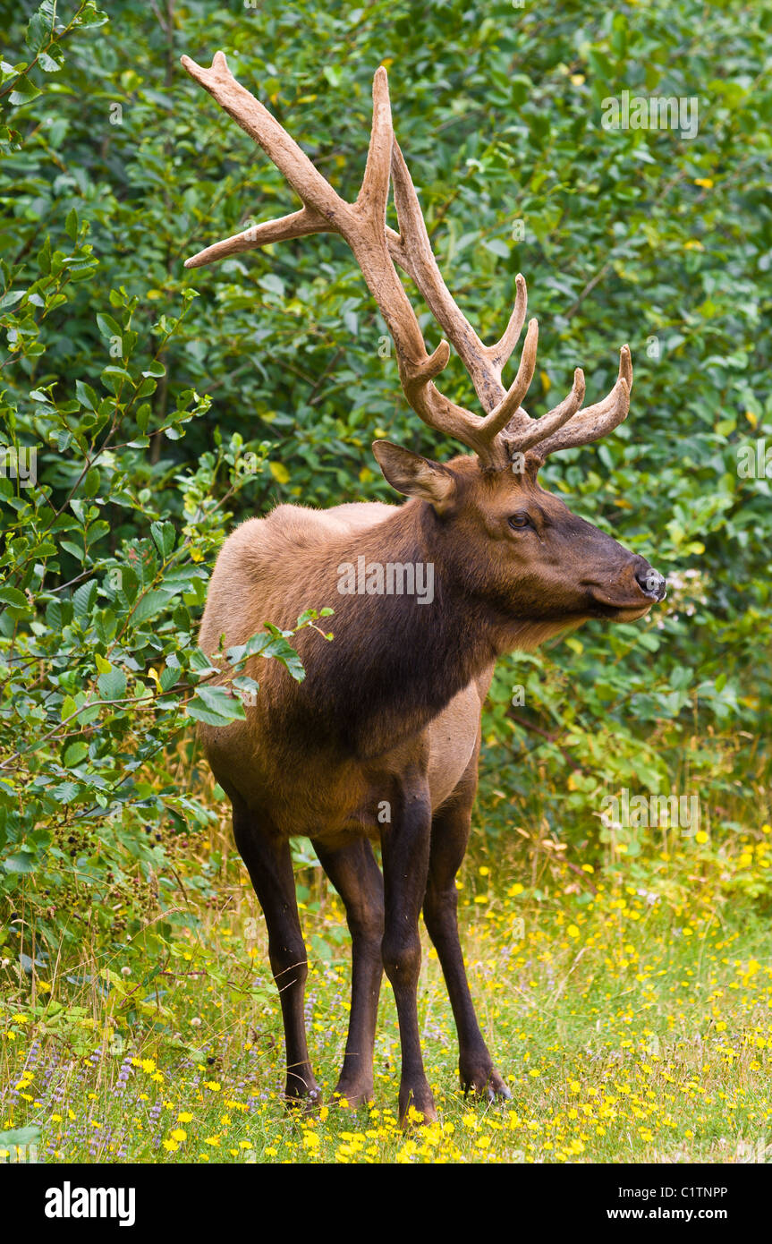 California settentrionale. Roosevelt elk (Cervus canadensis roosevelti), nel Parco Nazionale delle sequoie. Foto Stock