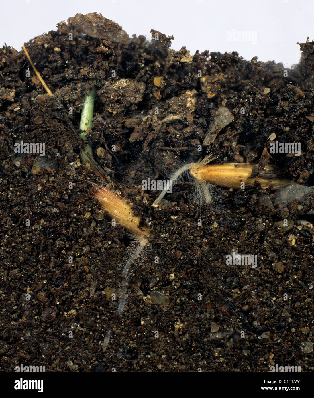 Wild Oat (Avena fatua) piantine di germinare in vetro facciate serbatoio per mostrare i semi e radici Foto Stock