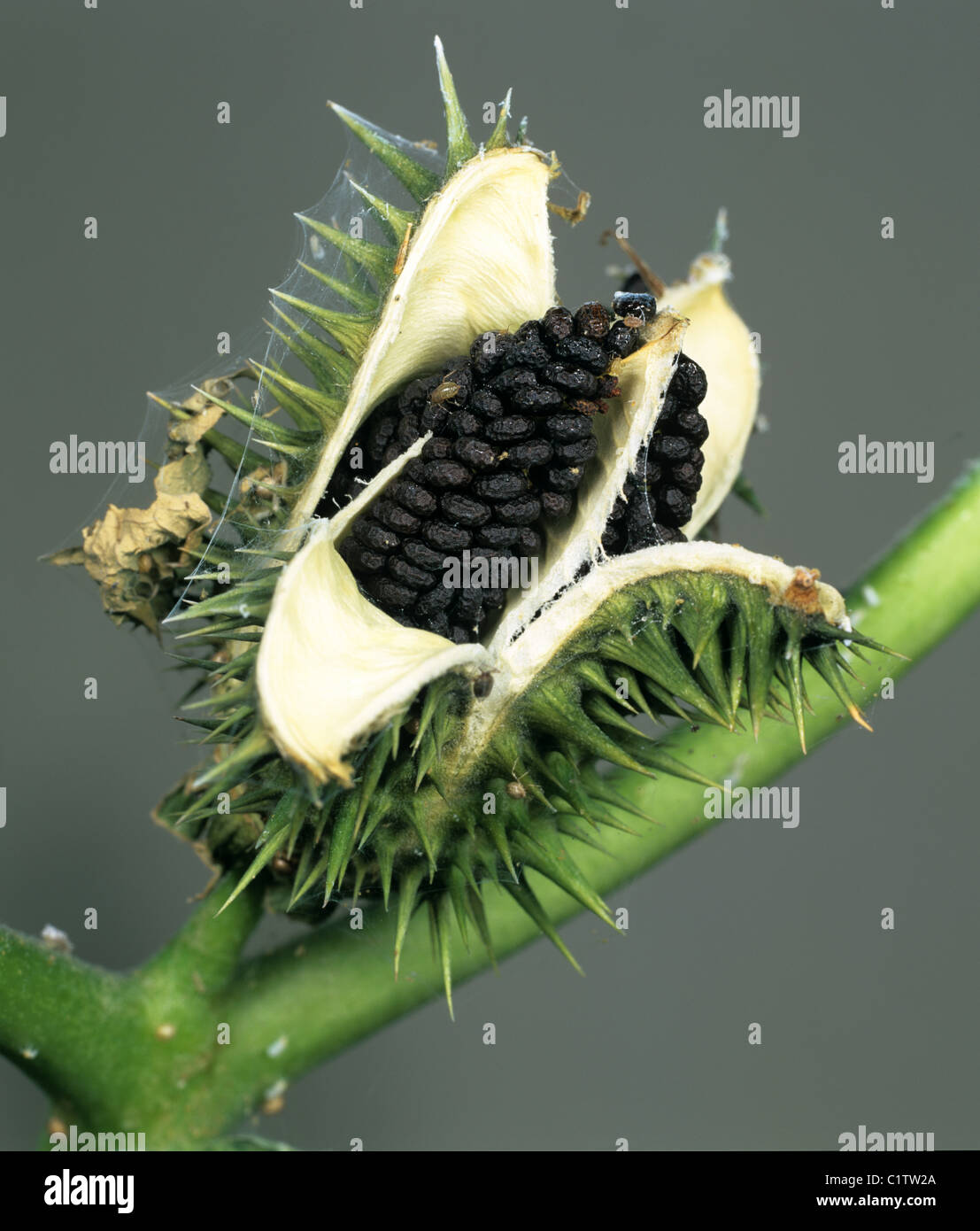 Thorn apple (Datura stramonium) aperto seedhead maturi che mostra i semi di colore nero Foto Stock