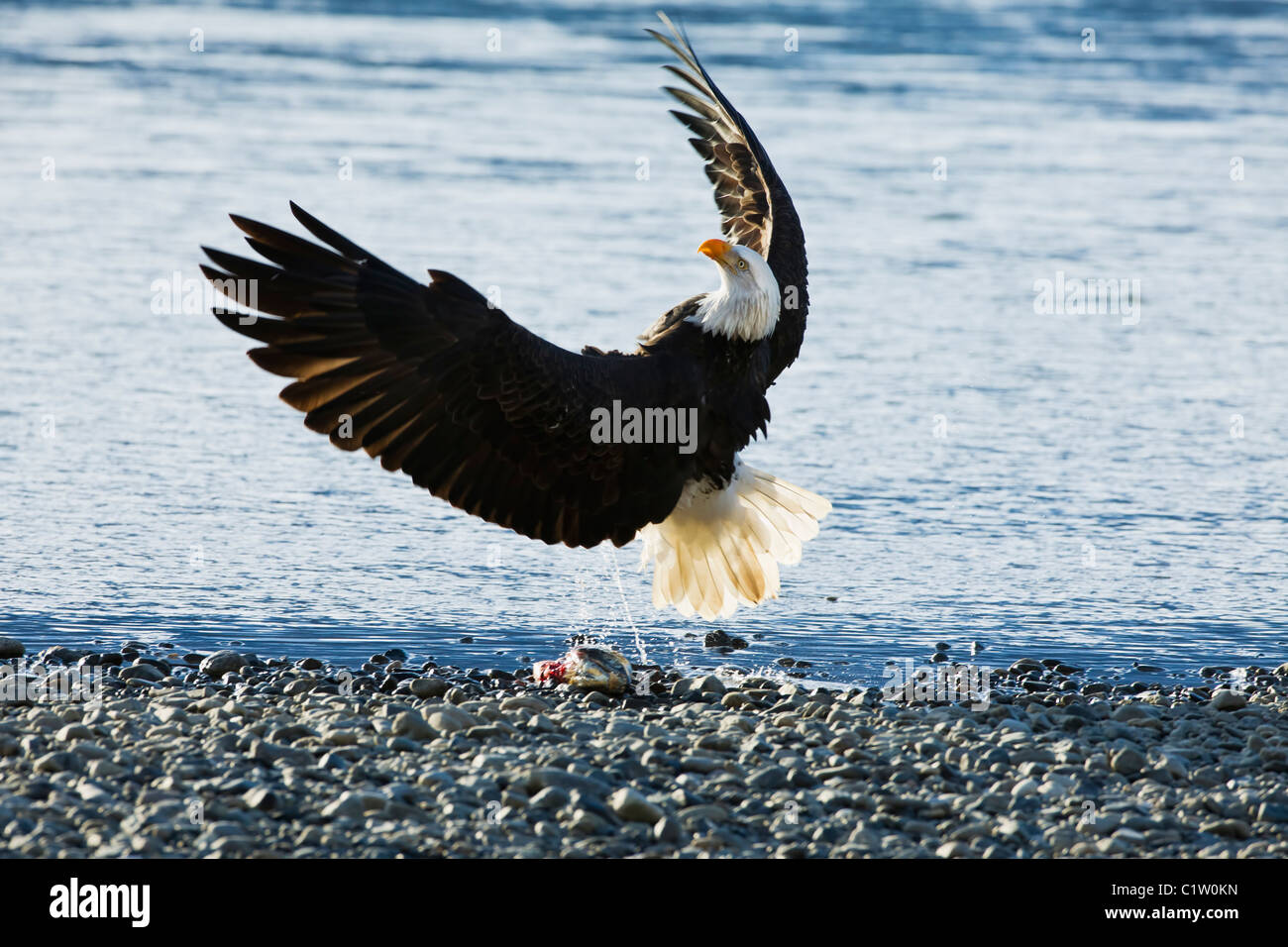 Un aquila calva capovolge a metà in aria con artigli fino a difendersi contro un attacco da parte di un altro eagle lungo il fiume Chilkat in Haines. Foto Stock