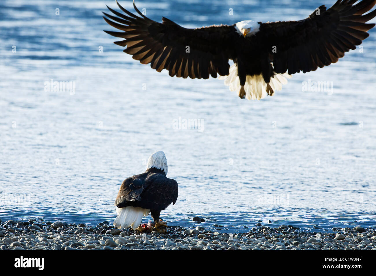 Un aquila calva si prepara per la difesa contro un attacco da parte di un altro eagle lungo il fiume Chilkat in Haines, Alaska. Foto Stock