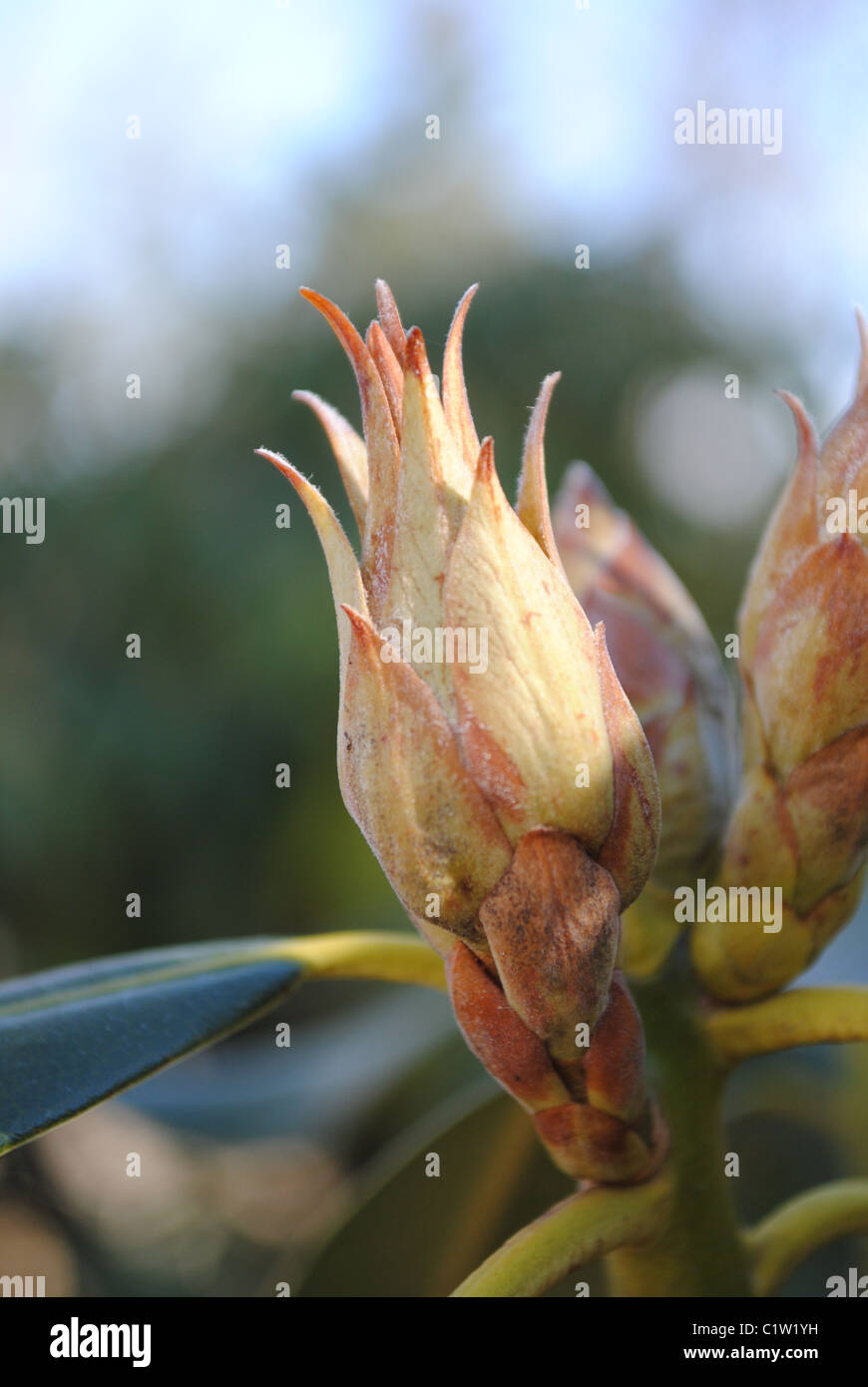 Rhododendron bud. prima settimana della molla Foto Stock