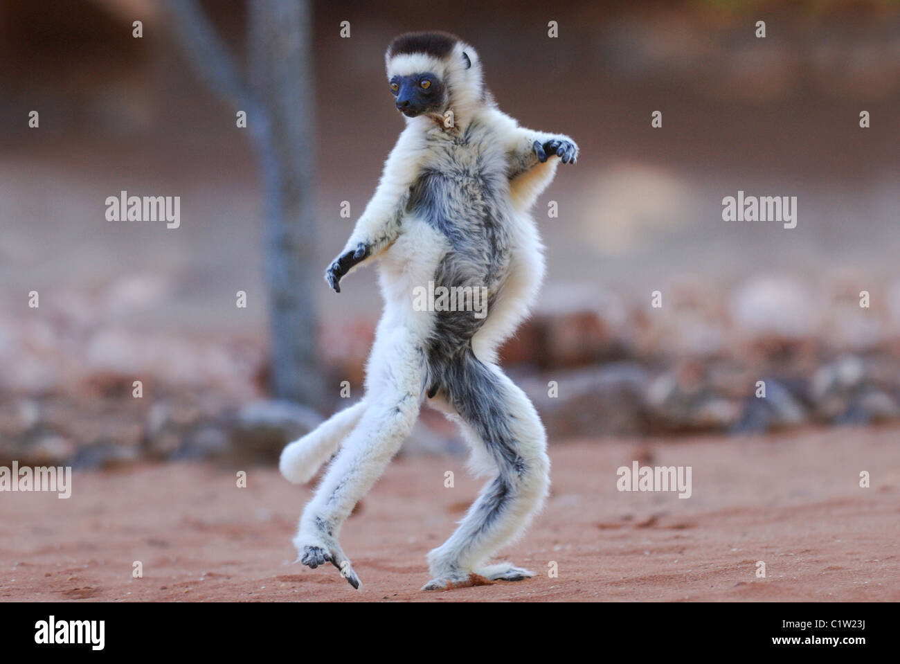 La Verreaux Sifaka (Propithecus verreauxi) dancing in Madagascar Foto Stock
