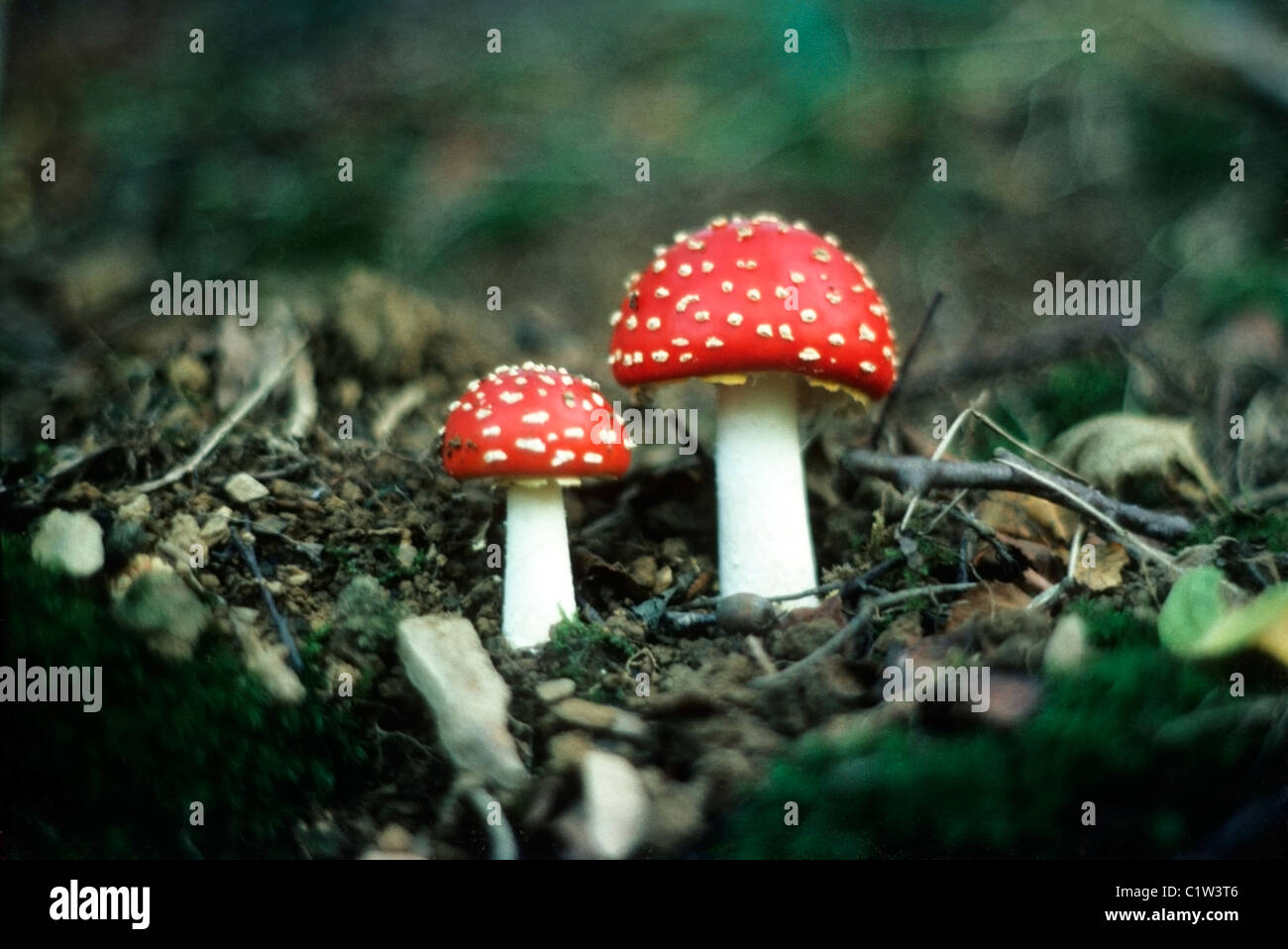 Two Fly Amanita Amanita Muscaria rosso e bianco allucinogeno velenoso fungo rosso capped che cresce sul pavimento di foresta di bosco in Campagna rurale 1977 Carmarthenshire Galles UK KATHY DEWITT Foto Stock