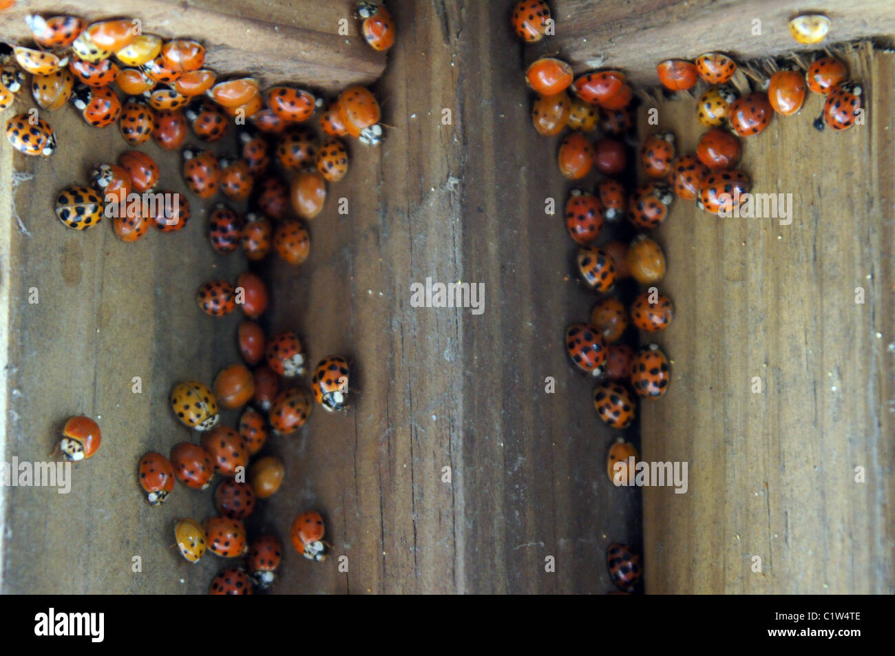 Questa è una foto del raduno del coccinellidae, noto anche come coccinelle o ladybugs. Foto Stock