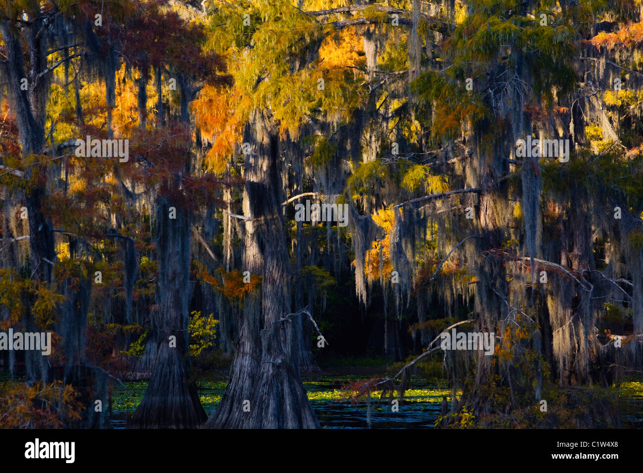 Cipresso calvo gli alberi in una palude, la Palude di cipressi, Caddo Lake, Texas-Louisiana, STATI UNITI D'AMERICA Foto Stock