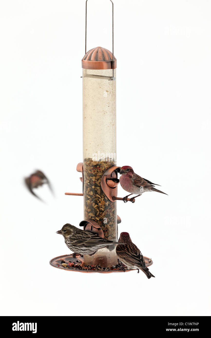 Passeri wild in tempesta di neve uccelli House Finch alimentazione su bird feeder. Bird volare lontano. Foto Stock