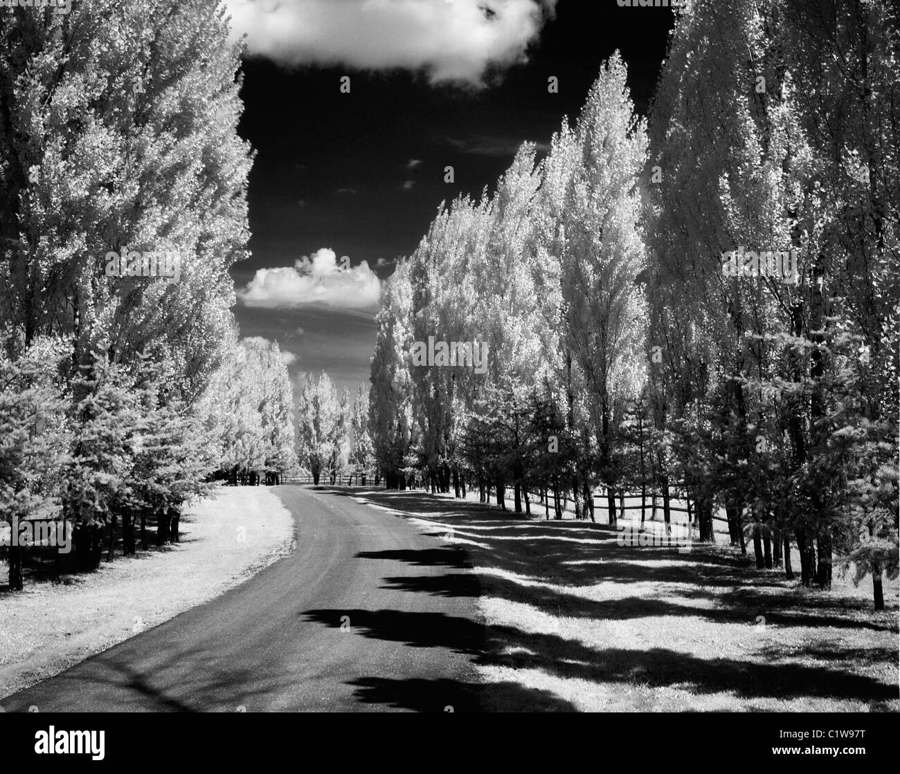 Strada fiancheggiata con pioppi, infrarossi shot Foto Stock