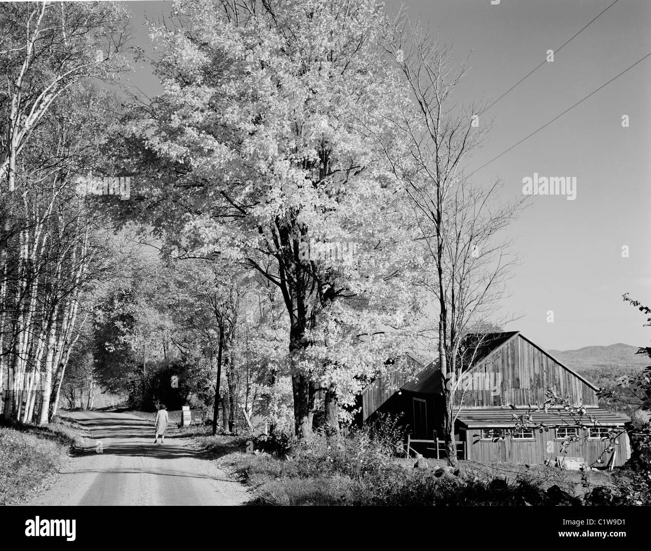 Stati Uniti d'America, New Hampshire, Whitefield, autunno scena stradale con betulle e fienile Foto Stock
