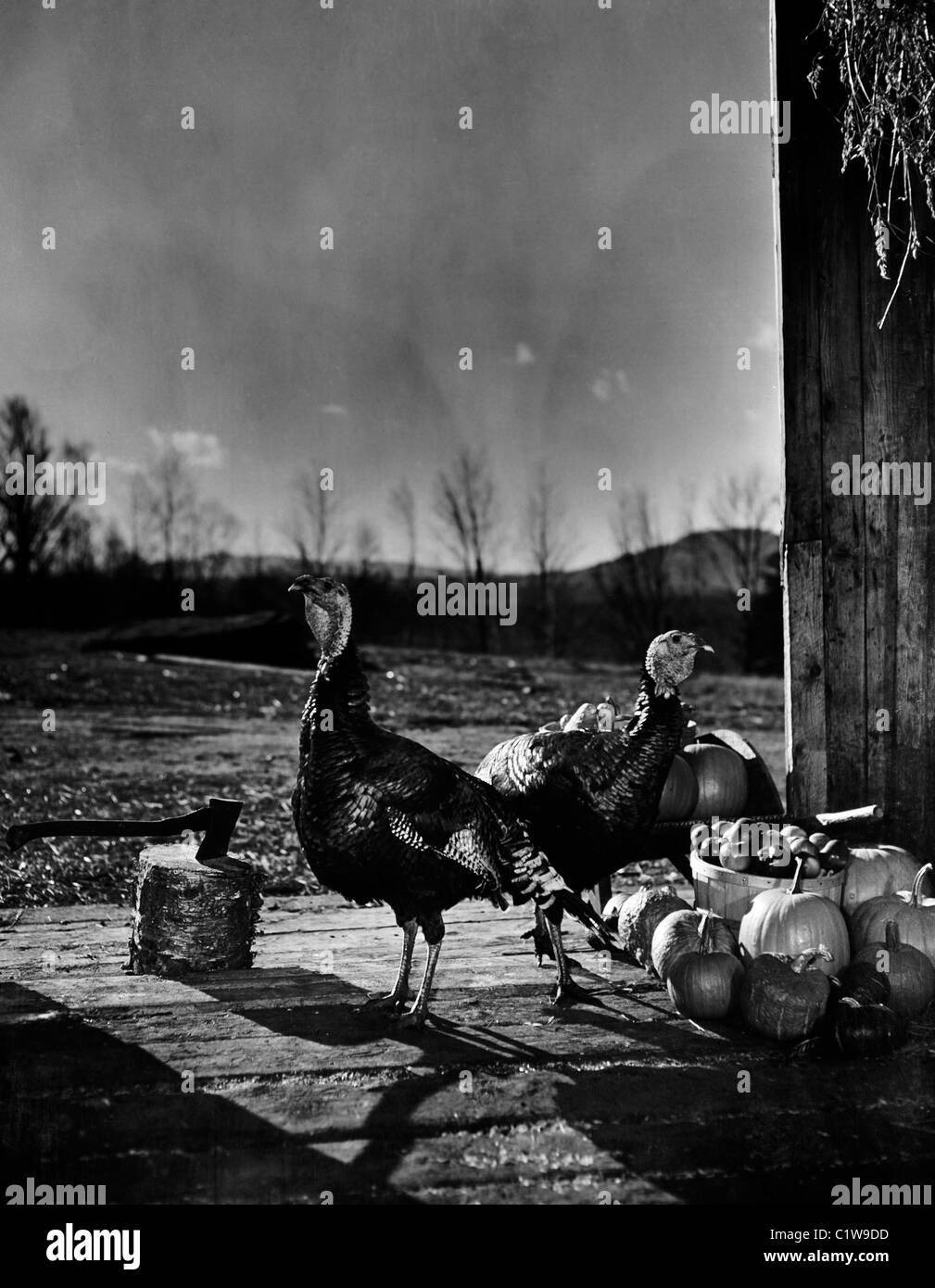 Stati Uniti d'America, New Hampshire, Lancaster, due tacchini nel fienile porta, blocco di trinciatura e ax Foto Stock