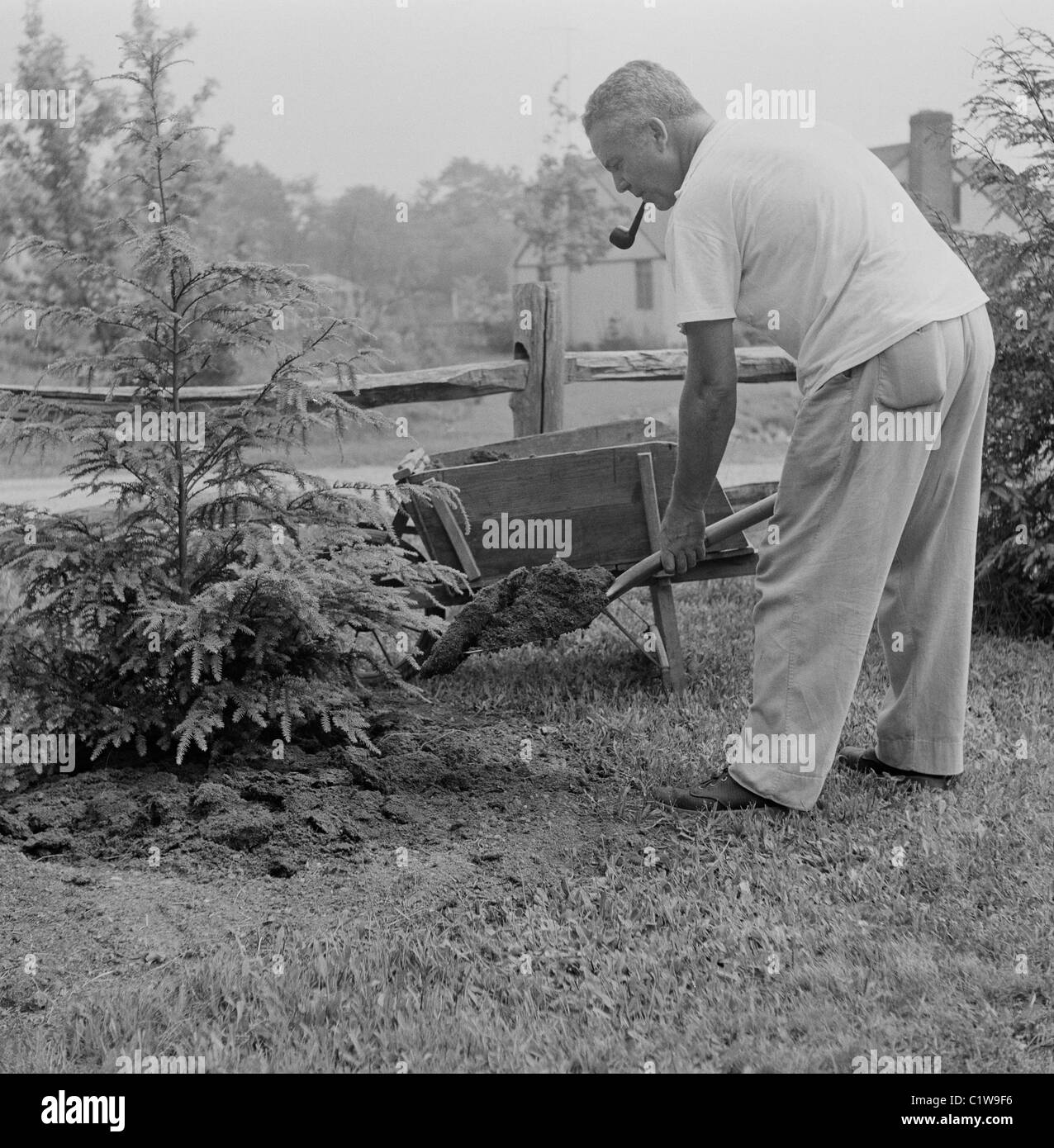Uomo maturo con tubazione di piantare alberi di pino in giardino Foto Stock