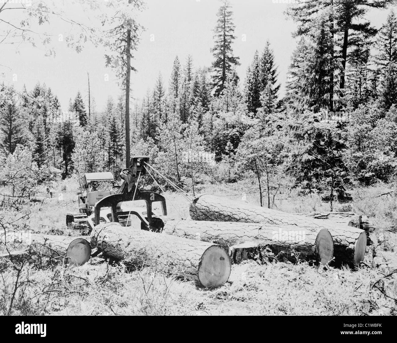 Stati Uniti d'America, Oregon, accanto a Prospect, pine logs in foresta Foto Stock